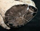 Polished Blue Forest Petrified Wood Limb (-/ lb) #9478-3